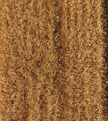 Ripe barley is a top view. The field of barley