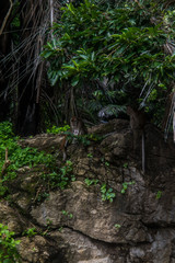 Monkey in the tree.