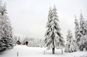 snow covered pine trees