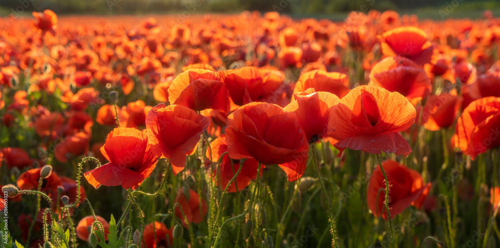 Canvas Prints panorama of magnificent red poppies illuminated by the setting sun