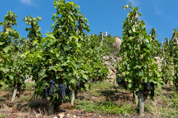 Fototapeta na wymiar Vineyard with grapes almost ready to be harvested, Tupin-et-Semons, France