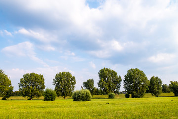 Obraz premium Sommerliche Landschaft mit Bäumen Wolken
