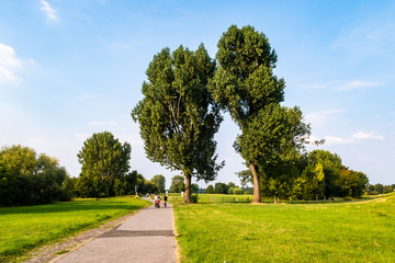 Radfahrer im Sommer Feld Bäume