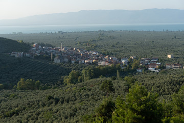 Landscape of olice orchards near Iznik lake