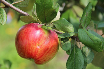 Red-yellow Shtrifel apple on apple tree branch.