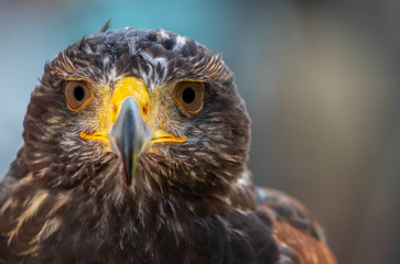 Wüstenbussard Bedrohung Greifvogel Angst, Blick in die Kamera