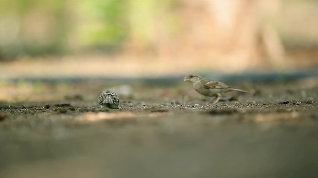 indian roller bird at a waterhole in tadoba andhari tiger reserve in india