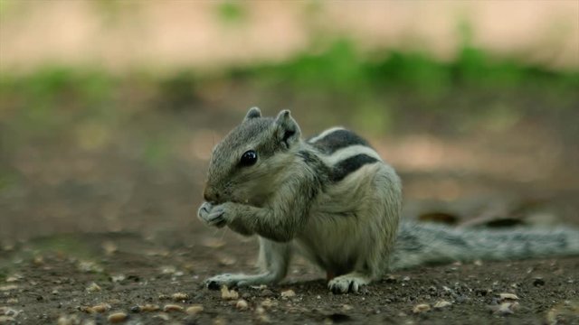 Indian palm squirrel eating grass close up, 4K stock footage