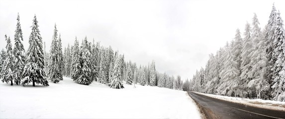 a road in the pine forest in winter