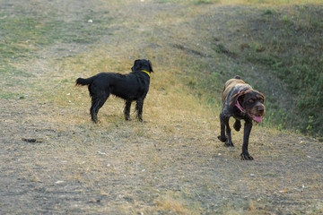 German hunting watchdog drathaar, and spaniel. Beautiful dog portrait on the hunt