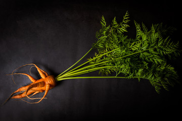 A strange funny-shaped carrot with tops on a dark background. Vegetable crop concept. Minimalism,...