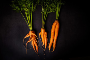 A strange funny-shaped carrot with tops on a dark background. Vegetable crop concept. Minimalism,...