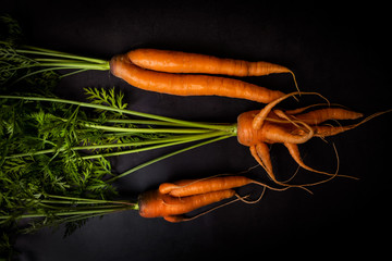 A strange funny-shaped carrot with tops on a dark background. Vegetable crop concept. Minimalism,...
