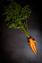A strange funny-shaped carrot with tops on a dark background. Vegetable crop concept. Minimalism,...