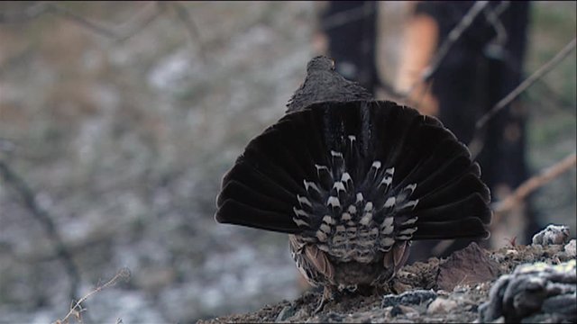 Dusky Grouse (Dendragapus obscurus) walks into frame and shows its back feathers, 2013