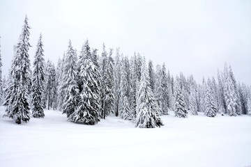 snow covered pine trees