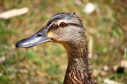 Wild duck portrait