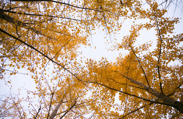 Ginkgo biloba in Beijing Olympic Forest Park in autumn