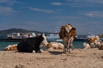 Cows on the beach