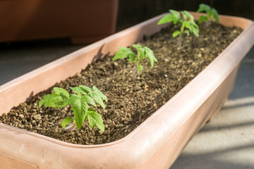 プランター植えのトマトの苗