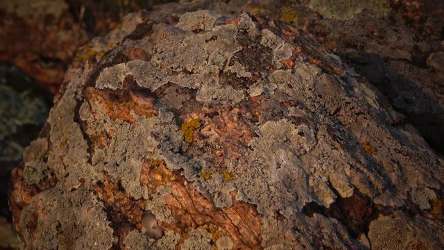 Different species of lichens and moss on the granite banks of the Southern Bug River, Ukraine