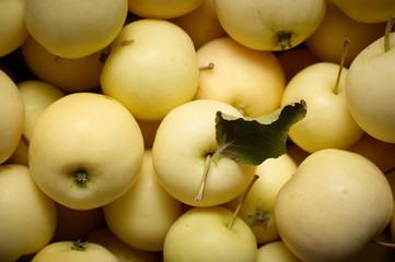 A bunch of freshly harvested small apples. Close up background