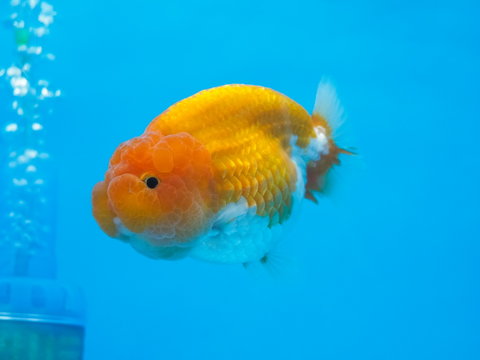 Beautiful Ranchu Lion Head cross breed Gold Fish diving in fresh water glass tank with blue background.
