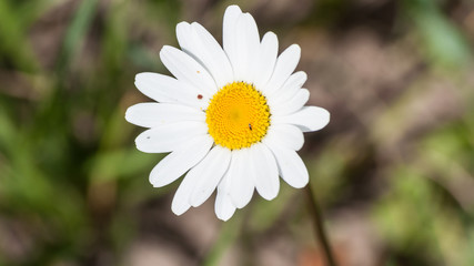 Obraz premium Daisy closeup. White petal. White and yellow. Summer mood and summer heat. Close-up blurred background. Meadow flowers.