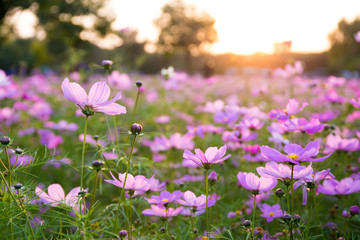Obraz na płótnie Canvas Cosmos in full bloom in Beijing Olympic Forest Park