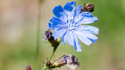 Chicory common wildflower light blue color. Meadow and field flower. Summer plant. Beautiful delicate flower. Close up. Juicy color.