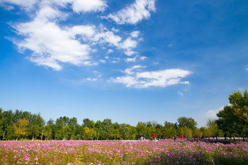 Fototapeta na wymiar Cosmos in full bloom in Beijing Olympic Forest Park