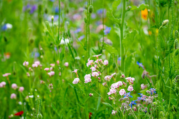 Obraz na płótnie Canvas A meadow of wild flowers