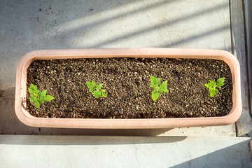 プランター植えのトマトの苗