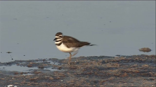Killdeer (Charadrius vociferus) running at water&rsquo;s edge and feeding, 2013