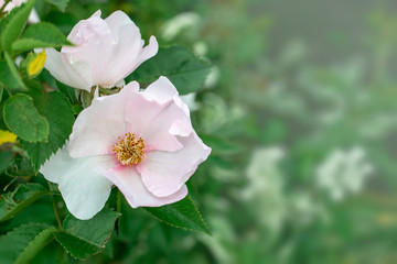 Obraz premium big pink flower in white haze close up