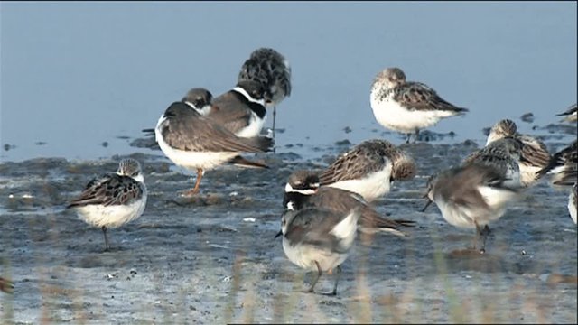 Semipalmated Sandpipers (Calidris pusilla) in shallow water grooming, 2013