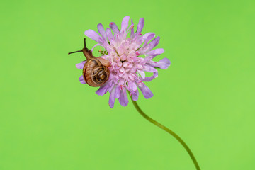 Little snail on purple flower - Powered by Adobe