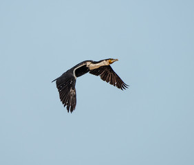 bird in flight