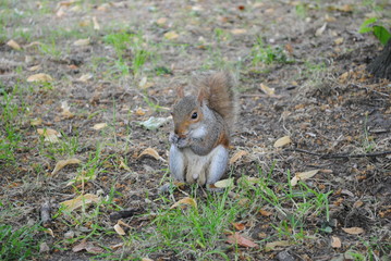squirrel in hyde park at London