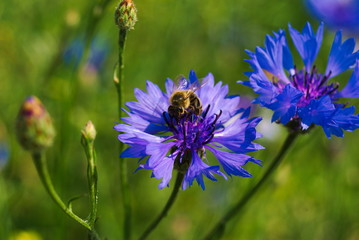 Chaber bławatek i trzmiel