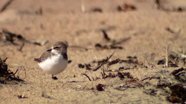 A Plovers (Charadriidae) by themselves on sand, 2013