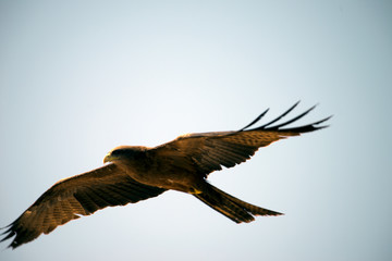 bird
