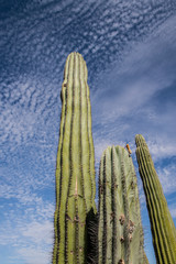 Cactus in the desert of Baja california Sur. Mexican Peninsula