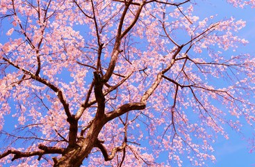 さくら　春　茨城