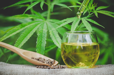 Cannabis seeds and CBD oil cannabis extract, green hemp leaf background, Medical cannabis concept.