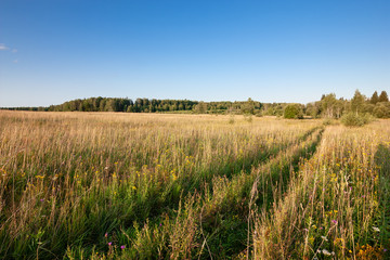 Field with grass, wildflowers and country road