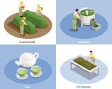 Tea Production Isometric Concept 