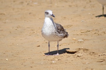 Gaviota en la arena de la playa