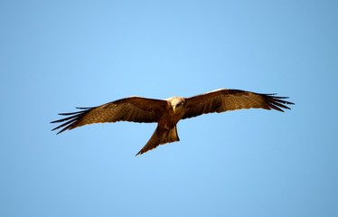 bird