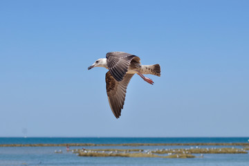 Gaviota en vuelo